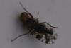 Tephritis praecox